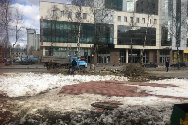В Сыктывкаре приступили к весенней омолаживающей обрезке веток