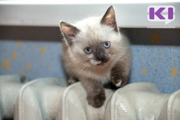 Включат ли отопление в Сыктывкаре в случае похолодания