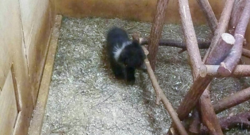 В огород к сыктывкарке пришел медвежонок-грудничок