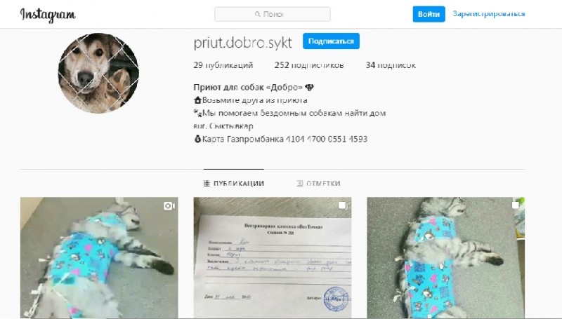 Фейковый приют для животных "Добро" лезет в карманы сыктывкарцев