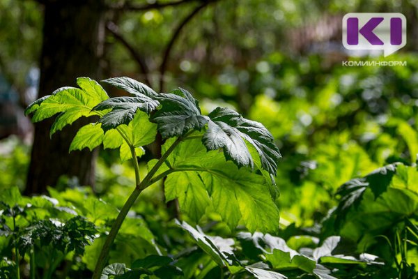 В Сыктывкаре приступили к уничтожению борщевика по новой схеме