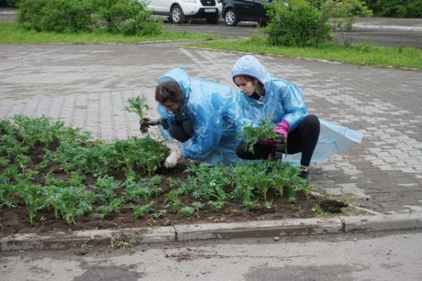 В Сыктывкаре приступили к оформлению цветников