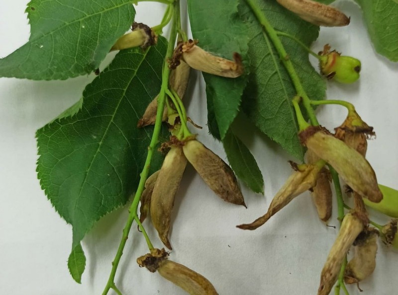 Россельхозцентр рассказал об удивительных стручках на черемухе, которые нельзя употреблять в пищу

