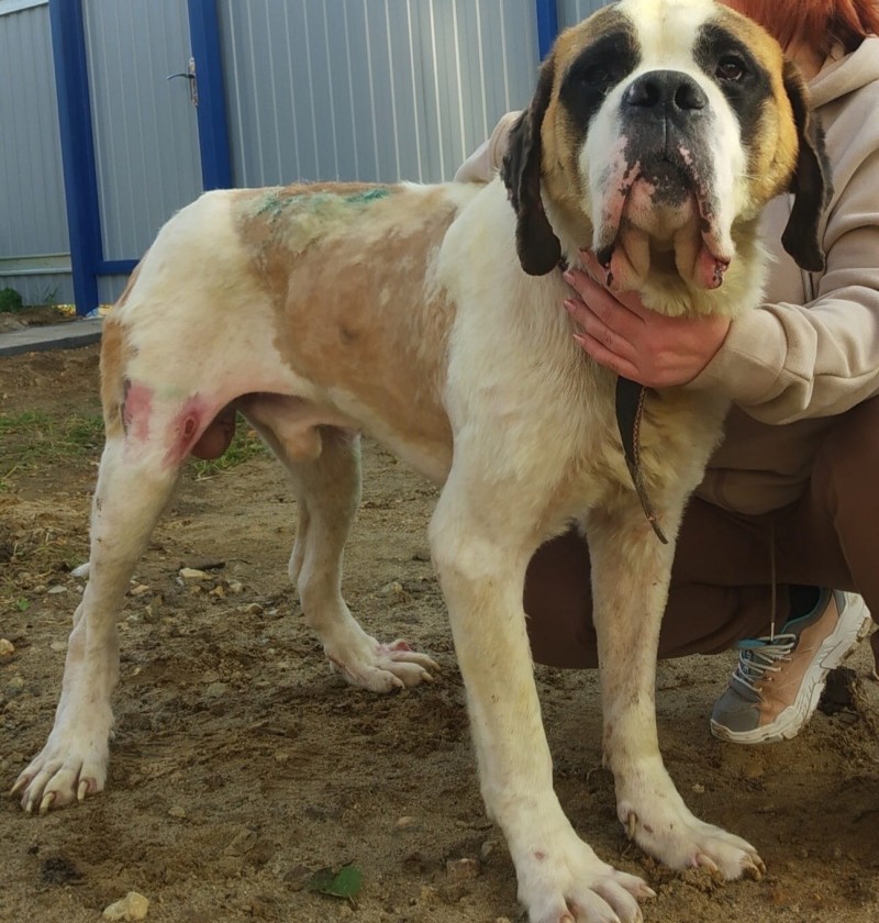 Хороший мальчик: в Коми ищут дом для сенбернара, который обгорел на пожаре