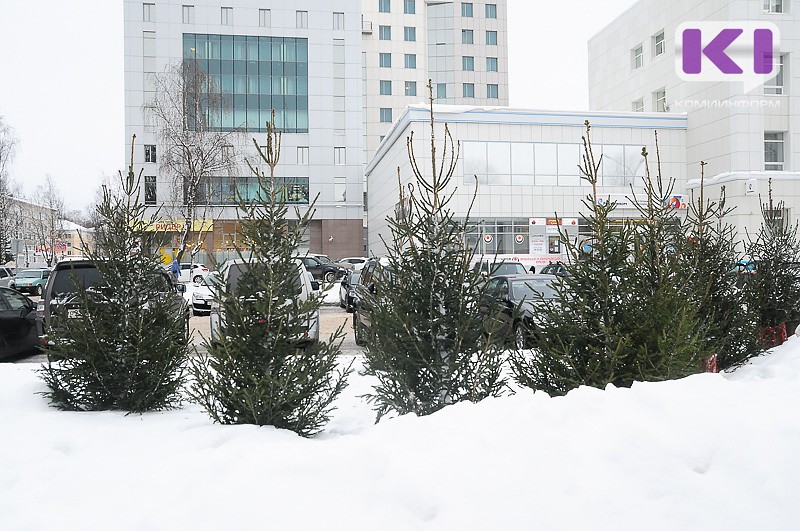 В Сыктывкаре открываются ёлочные базары