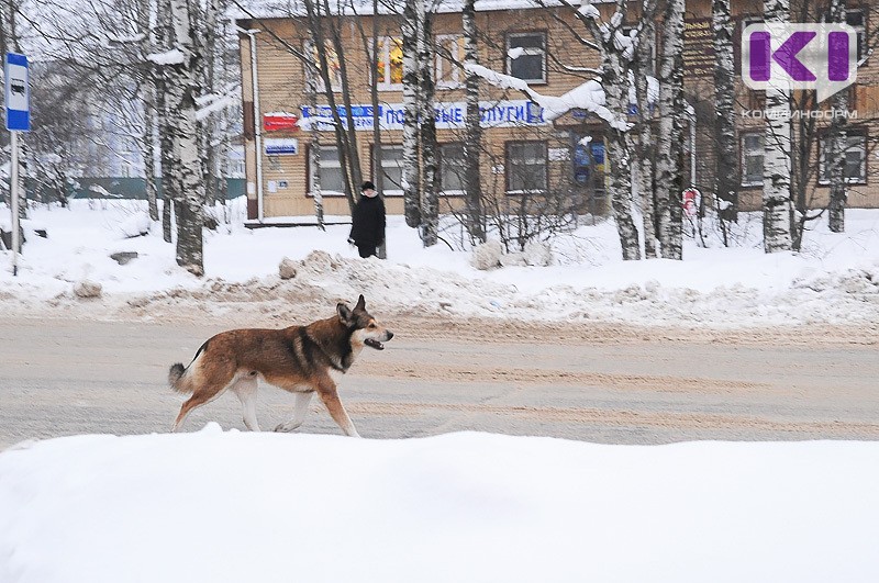 Минсельхоз Коми изменит подход к отлову и содержанию безнадзорных животных
