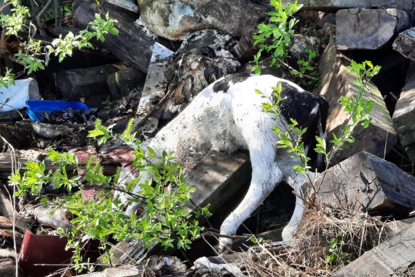 В Усть-Вымском районе выяснили, кто выбросил останки коровы и теленка в окрестностях Микуня

