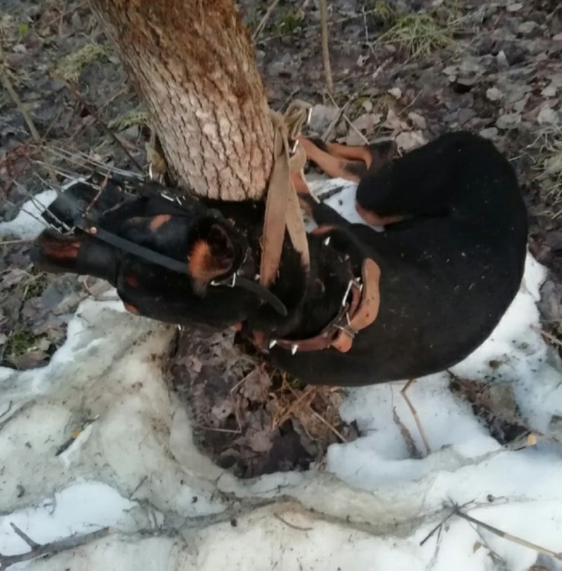 Сыктывкарец предстанет перед судом за убийство добермана

