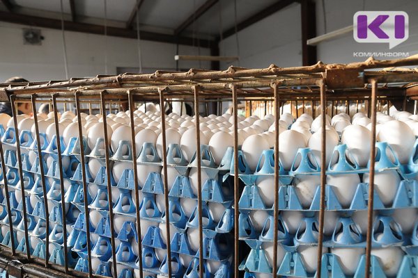 За неделю в Коми подорожали яйца и подешевела курятина