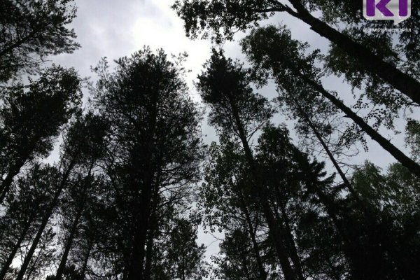 Вуктыльские спасатели нашли тело пропавшей в Ижме пенсионерки
