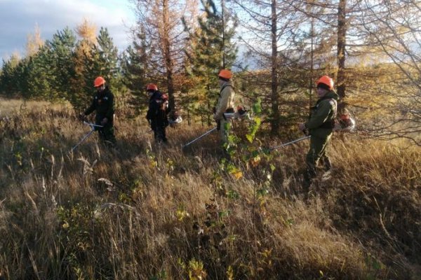Коми лесопожарный центр сменил вид деятельности
