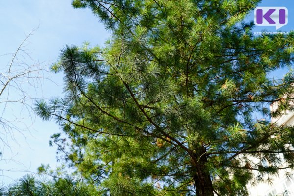 Житель Троицко-Печорского района под предлогом сбора шишек незаконно срубил несколько кедров