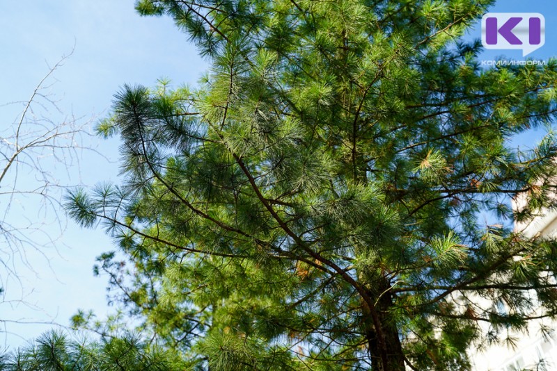 Житель Троицко-Печорского района под предлогом сбора шишек незаконно срубил несколько кедров