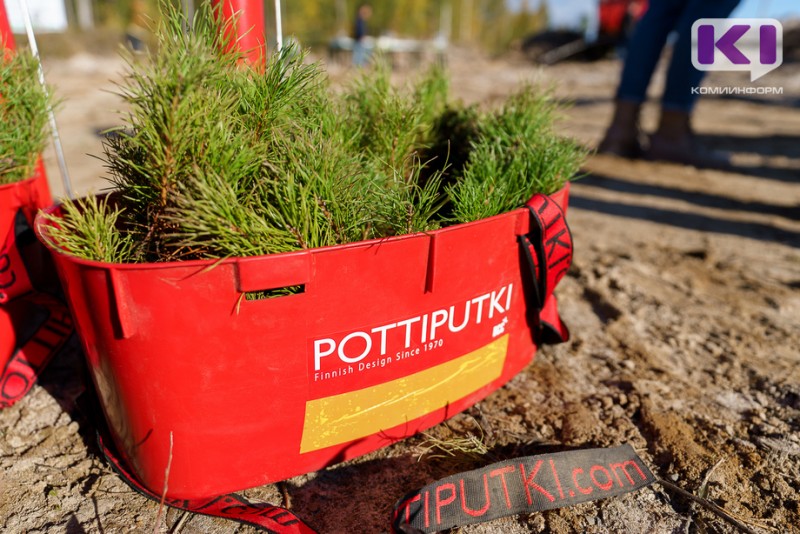 В Коми лесовосстановительные работы в рамках нацпроекта "Экология" выполнены на 79%