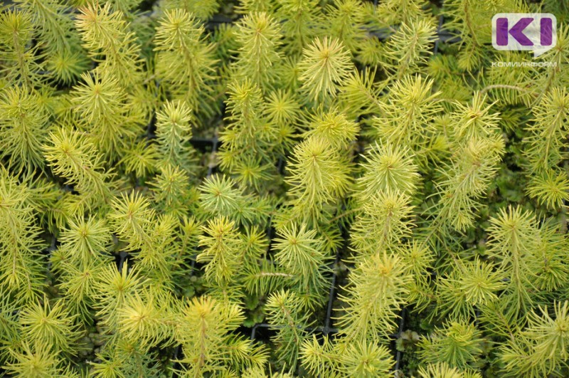 В Коми перевыполнен план по лесовосстановлению