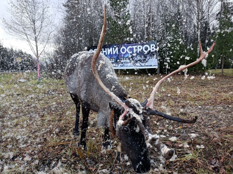 Отдохнуть от городской суеты в "Оленьем острове" – проект социального предпринимателя из Сыктывкара