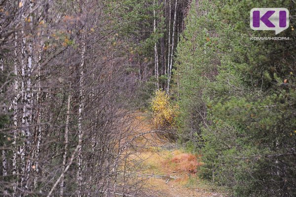 Количество всех видов диких животных и птиц на территории Коми остается стабильным