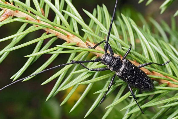 В Коми в экспортных лесоматериалах был выявлен малый черный еловый усач

