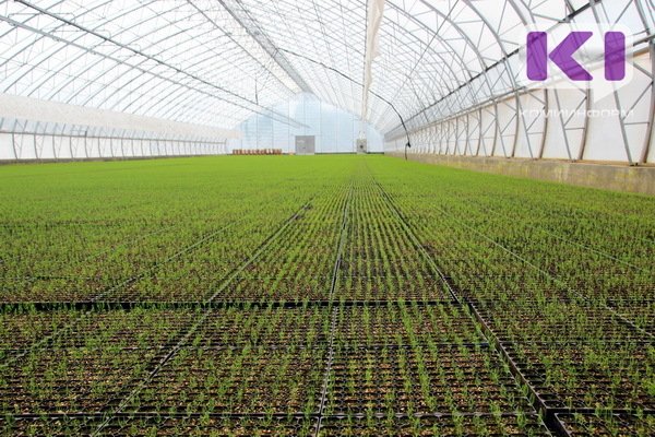 В России начнут популяризировать лесовосстановление 