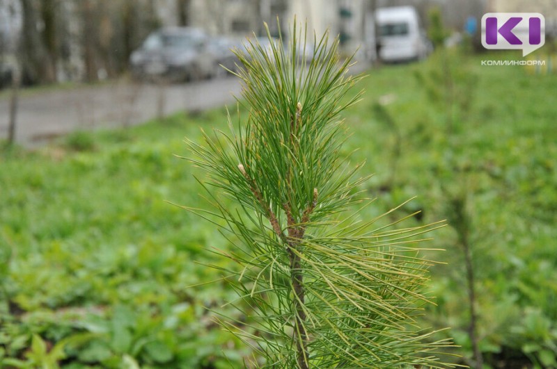 В Сыктывкаре высадят более ста новых деревьев