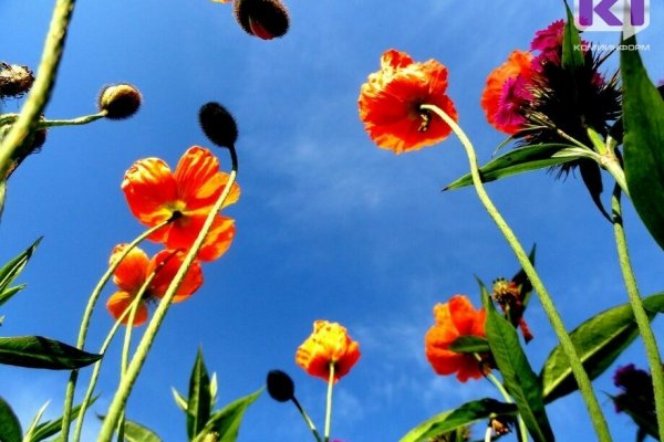 Июнь в Коми удивит перепадами от жары к прохладе