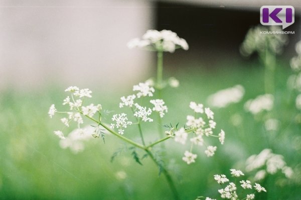 Погода в Коми 17 июня: южный ветер, +20...+25°С