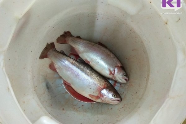 В Печоре будут производить биотопливо и выращивать форель

