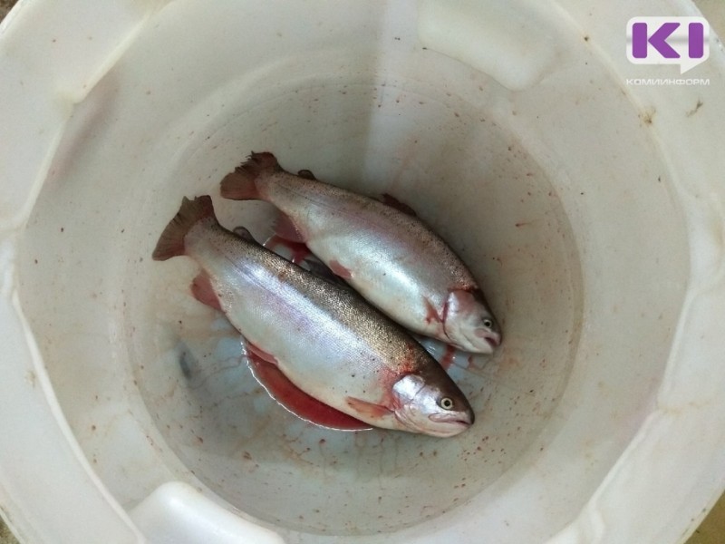 В Печоре будут производить биотопливо и выращивать форель

