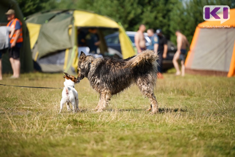 Муниципалы рассказали о проблемах по обращению с бродячими животными и войнах с зоозащитниками 