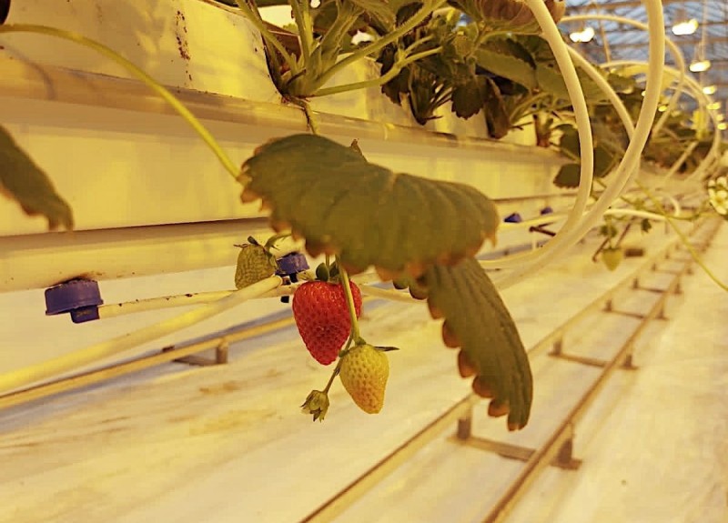 В теплицах "Пригородного" созревает первый урожай клубники