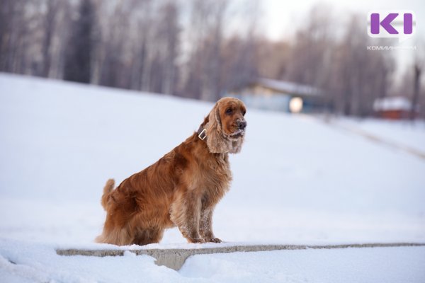 Погода в Коми 20 декабря: северный ветер, небольшой снег