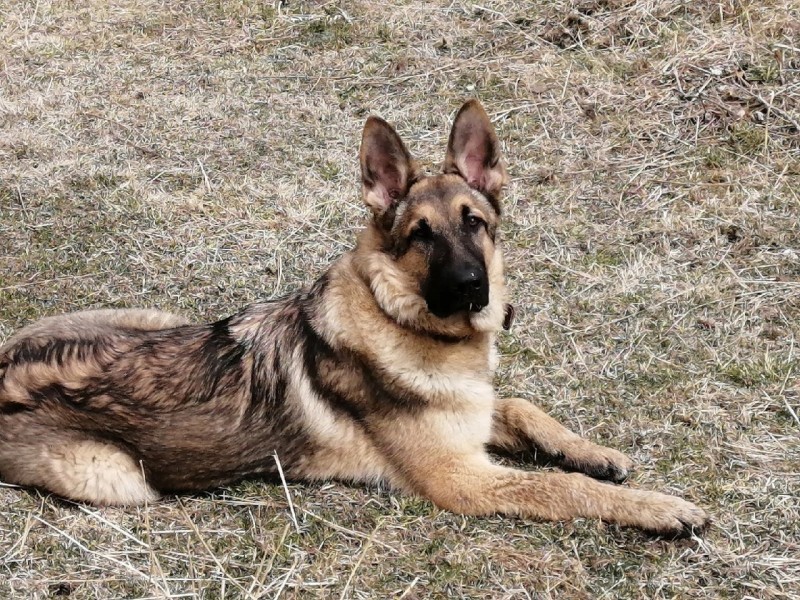Пес-герой из Коми победил в конкурсе "Мой ласковый и нужный зверь"