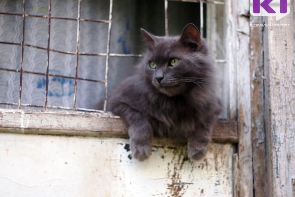Передача птичьего гриппа кошкам и собакам маловероятна - Минсельхоз Коми 