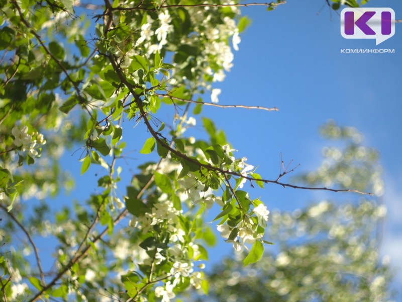 Погода в Коми 7 июня: небольшой дождь, днем +10...+15°С