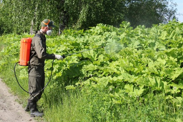 В Сыктывкаре приступили ко второму этапу борьбы с борщевиком