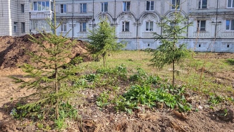 Взамен спиленных деревьев на Яблоневой аллее в Сыктывкаре высадят новые