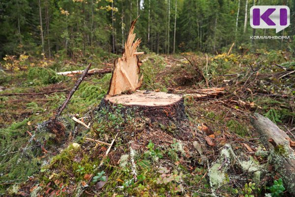 Житель Сысольского района подозревается в незаконной рубке деревьев в особо крупном размере

