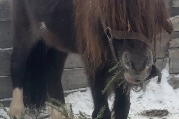 Ухтинские лошадки полакомились новогодними ёлочками