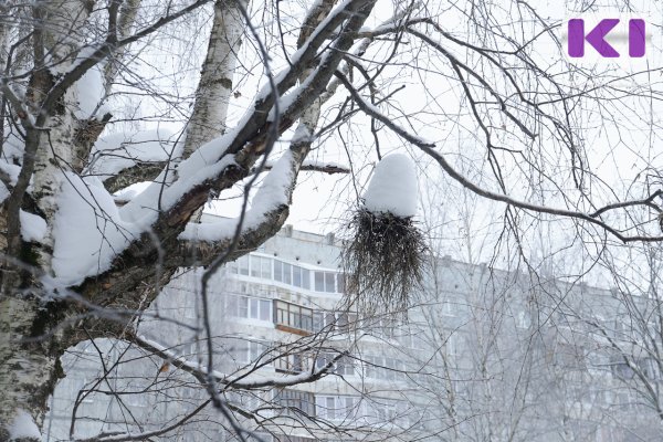 Погода в Коми 20 января: на севере -26°С, на юге -6°С