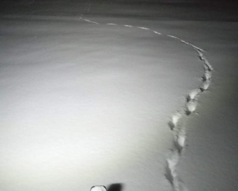 Берегите собак: в Зеленце замечены волчьи следы