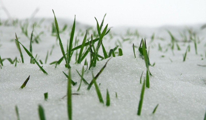 Посевы озимой ржи и многолетних трав в Коми – в удовлетворительном состоянии