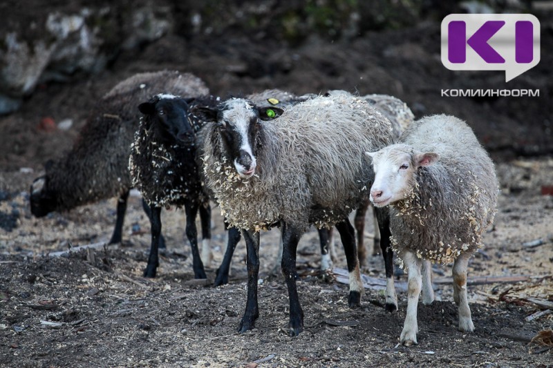 В Коми поступило более 110 тонн овечьей шерсти из Узбекистана