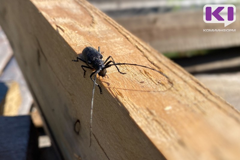 В Коми наблюдается сокращение поврежденных вредителями лесов 