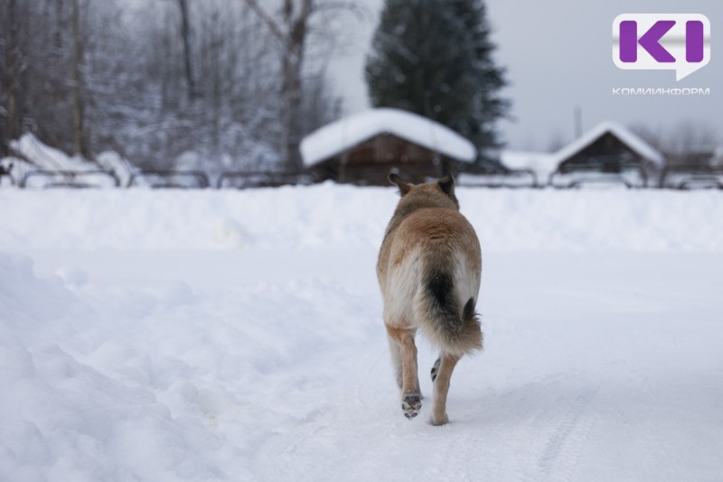 В Ухте за неделю местные жители пять раз жаловались на агрессивных собак