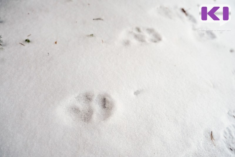 Информация по выходу волков в Дырносе не нашла подтверждения