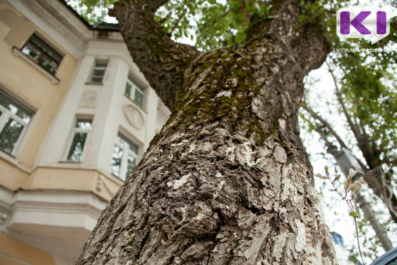 Тополь, береза, боярышник: в Сыктывкаре на 2 млн рублей обрежут и вырубят аварийные деревья