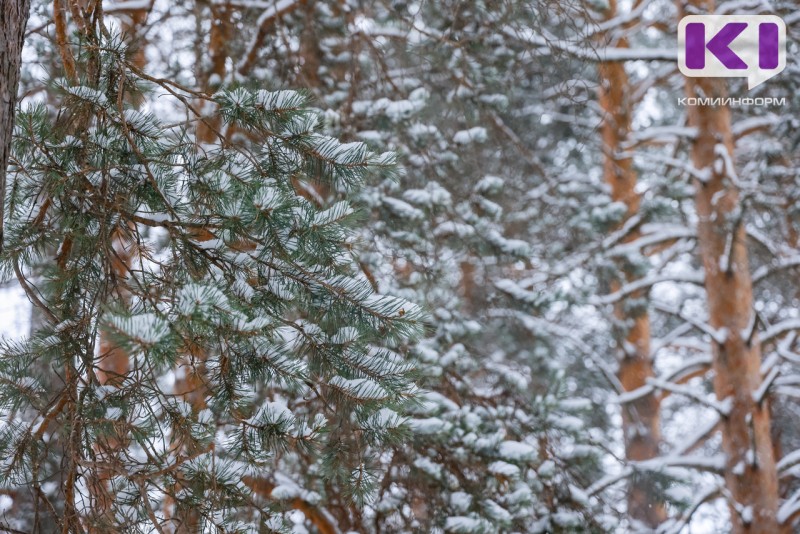 В Коми основные лесообразующие сосновые и еловые породы отнесены к "здоровой" категории 

