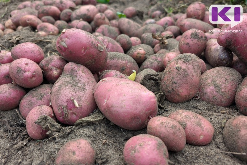 Минсельхоз Коми дважды проведет отбор заявок на возмещение затрат на реализацию картофеля