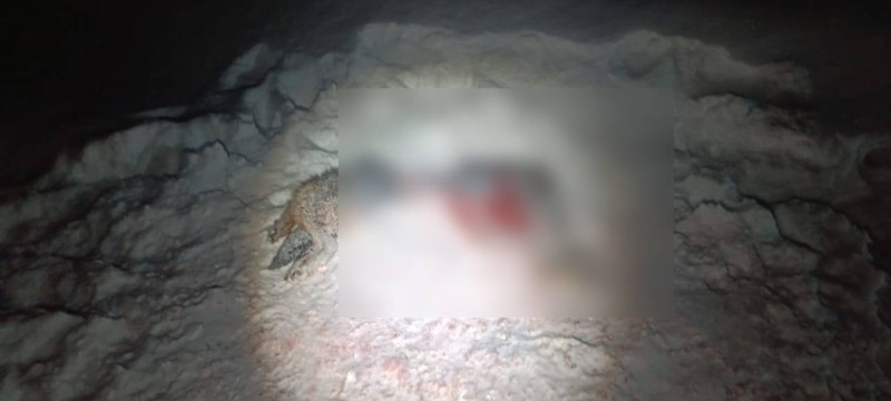 Под Сыктывкаром волк загрыз хаски