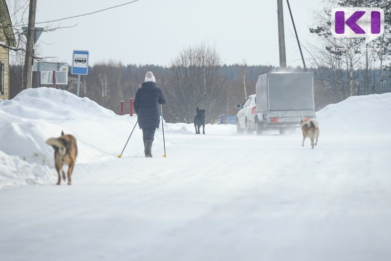 Безнадзорными собаками в Инте занялся Следственный комитет РФ 
